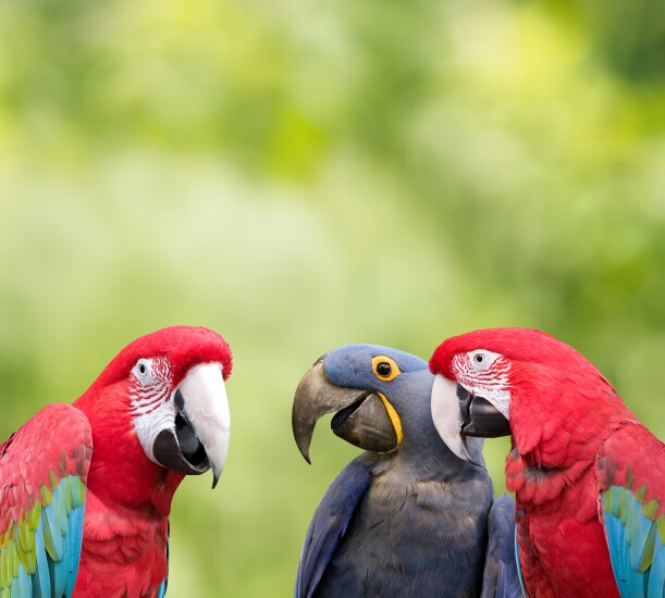 Parrots