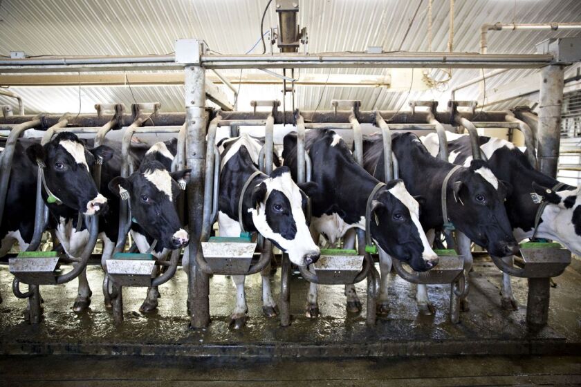 robots and cows.jpg