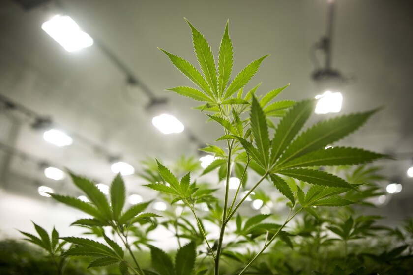 Marijuana stocks have tumbled over the last six weeks, as legalization in Canada failed to offset growing concerns about high valuations.