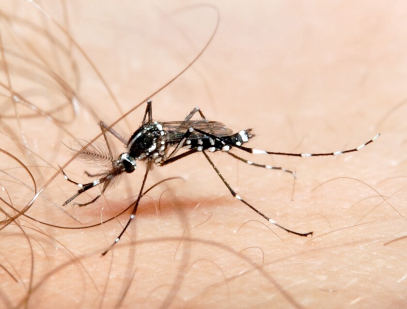 Bloomberg-mosquito.jpg