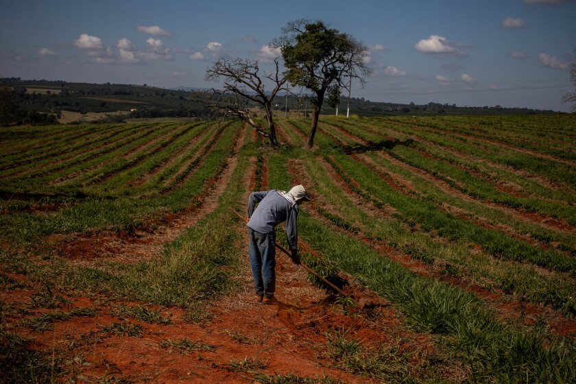 Farmer.Heatwave.Bloomberg.7.18.19.jpg