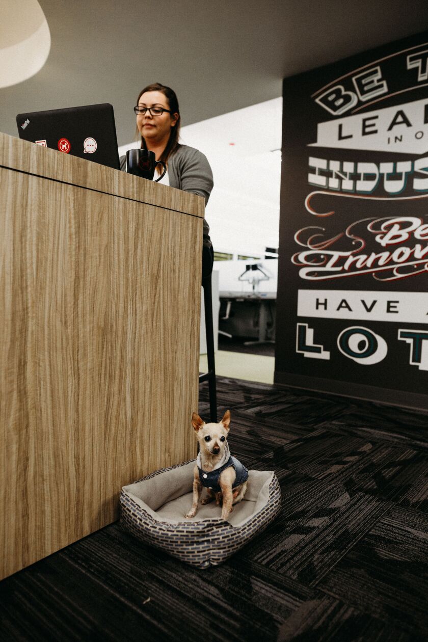 Dog at Redtail office