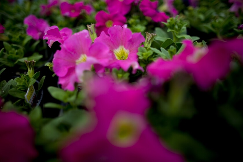 FlowerGarden.jpg