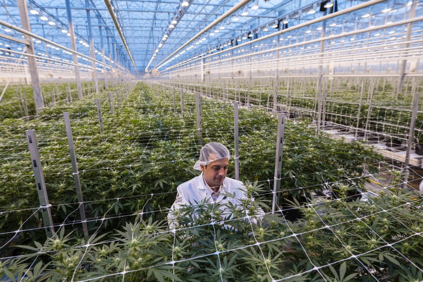 The ETFMG Alternative Harvest ETF (MJ), which wagers on the growth of cannabis, has surged nearly 50%.
