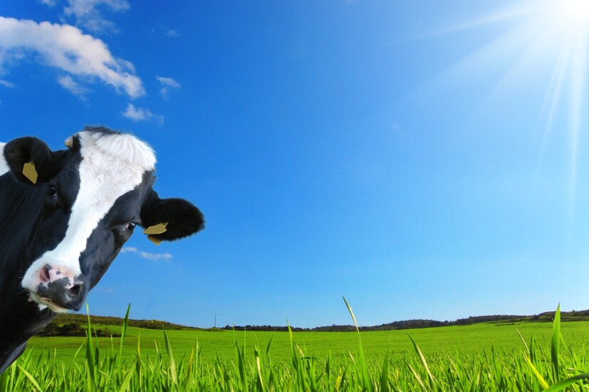 Cow.jpg