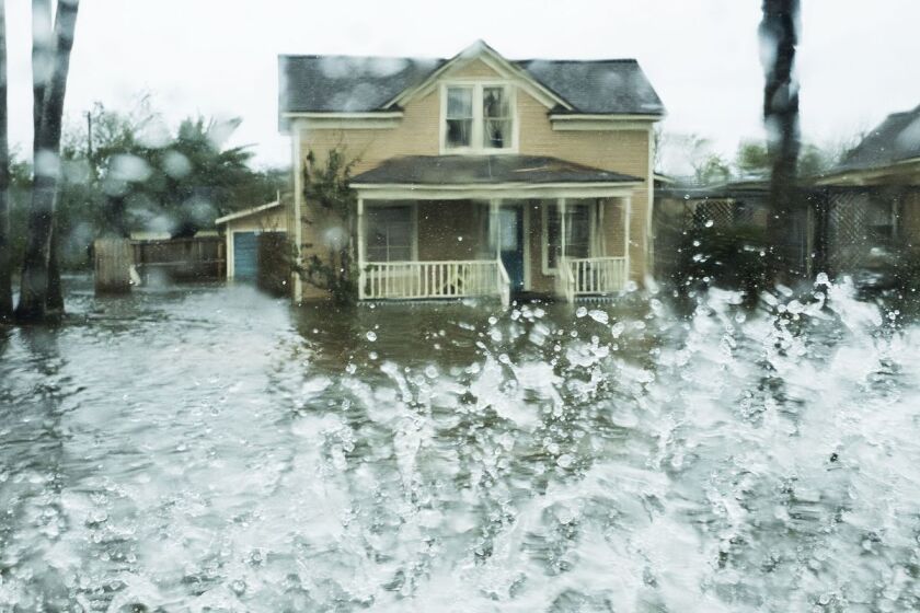 harvey three.jpg