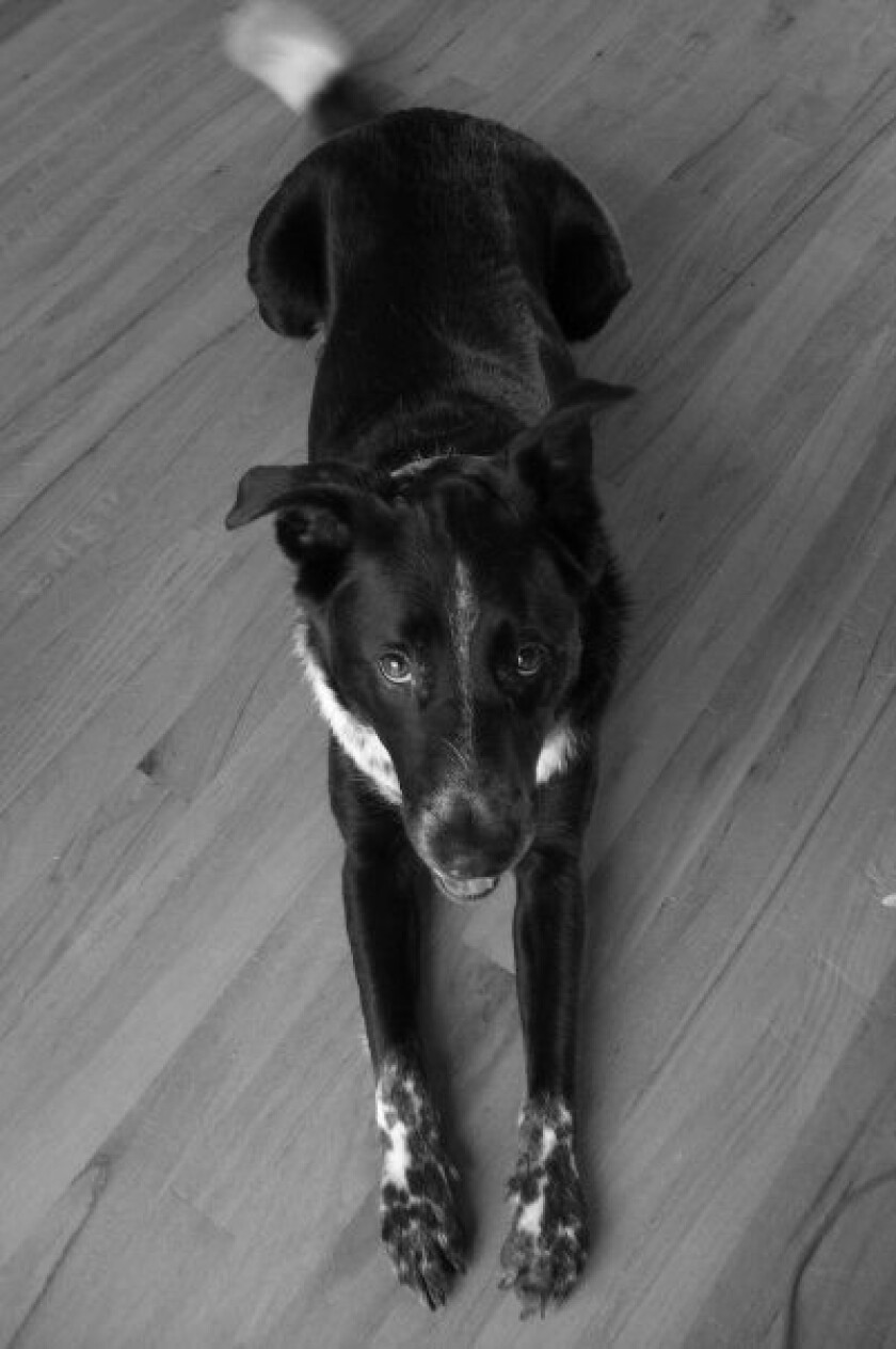 Ringo