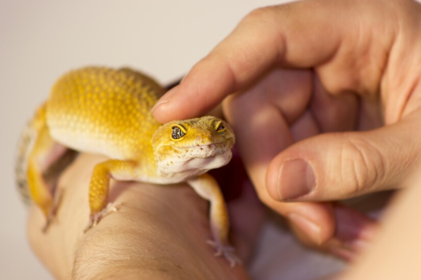 Lizzard.jpg