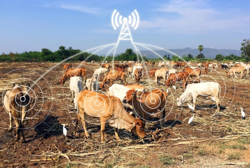 smart cows.jpg