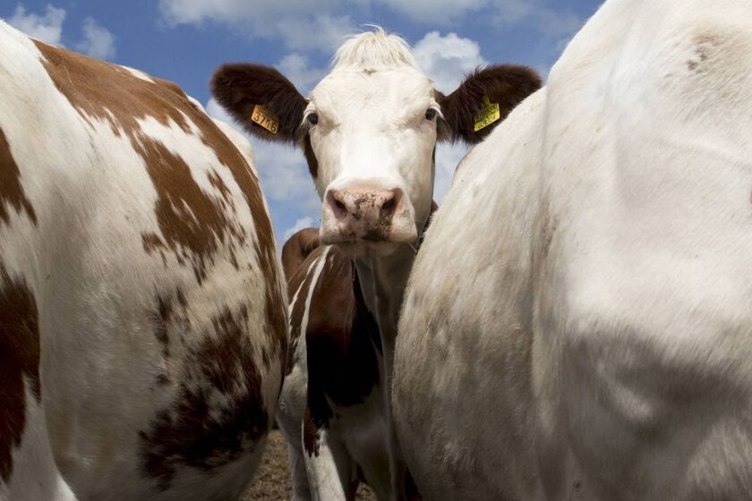 cows.jpg